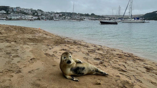 Wildlife Watching on the Salcombe Estuary: A Guide For Boaters